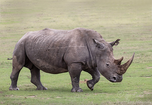 172 White rhinoceros(Ceratotherium simum) - Kenya