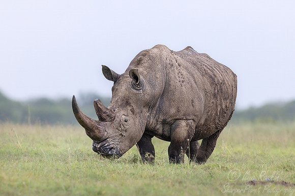 170 White rhinoceros(Ceratotherium simum) - Kenya