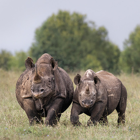 173 Black rhinoceroses (Diceros bicornis) - Kenya