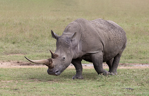 174 White rhinoceros(Ceratotherium simum) - Kenya