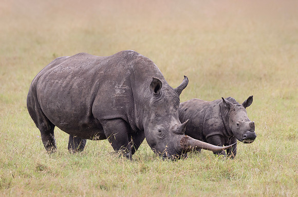 179 White rhinoceroses(Ceratotherium simum) - Kenya