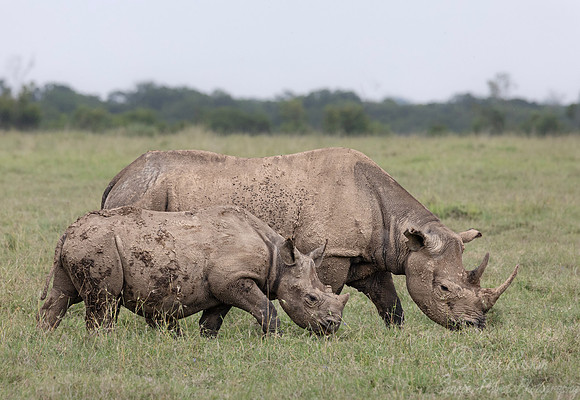 178 White rhinoceroses(Ceratotherium simum) - Kenya