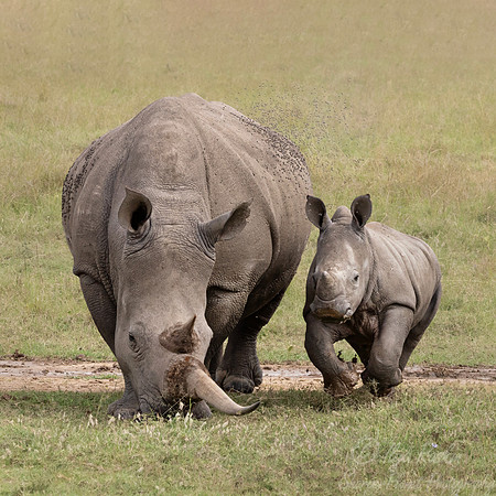 182 White rhinoceroses(Ceratotherium simum) - Kenya