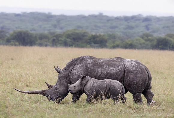 180 White rhinoceroses(Ceratotherium simum) - Kenya