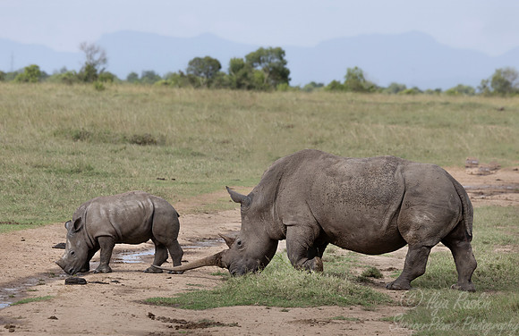 181 White rhinoceroses(Ceratotherium simum) - Kenya