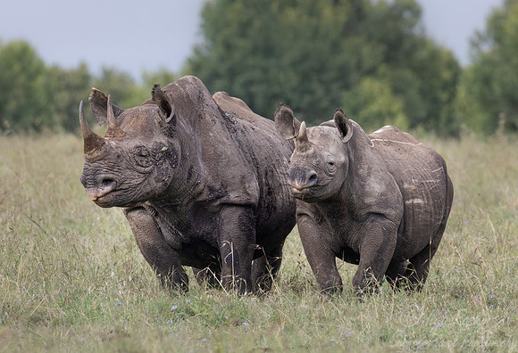 184 Black rhinoceroses (Diceros bicornis) - Kenya