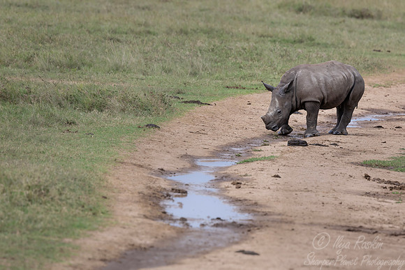 183 White rhinoceros(Ceratotherium simum) - Kenya