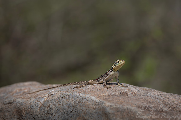 250 Red-headed Rock Agama (Agama agama) - Kenya