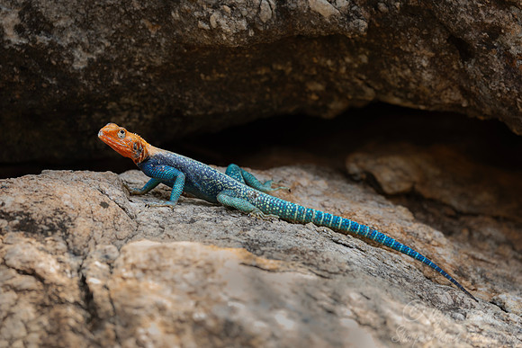 249 Red-headed Rock Agama (Agama agama) - Kenya