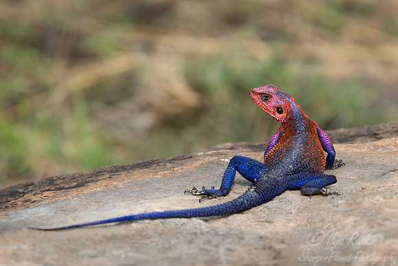 247 Mwanza flat-headed rock agama male (Agama mwanzae) - Kenya