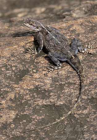 248 Mwanza flat-headed rock agama female (Agama mwanzae) - Kenya