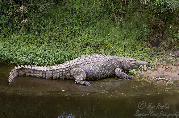 251 Nile crocodile (Crocodylus niloticus) - Kenya