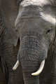 141 African Bush Elephant(Loxodonta africana) - Kenya
