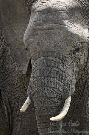 141 African Bush Elephant(Loxodonta africana) - Kenya