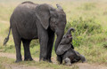 138 African Bush Elephants (Loxodonta africana) - Kenya