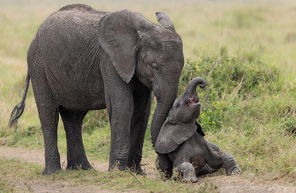 138 African Bush Elephants (Loxodonta africana) - Kenya