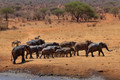 139 African Bush Elephants (Loxodonta africana) - Kenya
