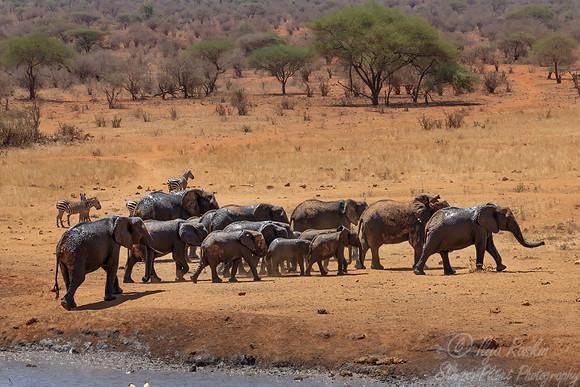 139 African Bush Elephants (Loxodonta africana) - Kenya