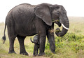 137 African Bush Elephants (Loxodonta africana) - Kenya
