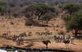164 Plains zebras (Equus quagga) - Kenya