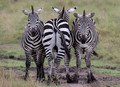 166 Plains zebras (Equus quagga) - Kenya