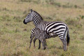 165 Plains zebras (Equus quagga) - Kenya