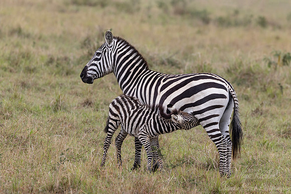 165 Plains zebras (Equus quagga) - Kenya