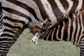 167 Plains zebras (Equus quagga) - Kenya