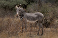 168 Grévy's zebra (Equus grevyi) - Kenya