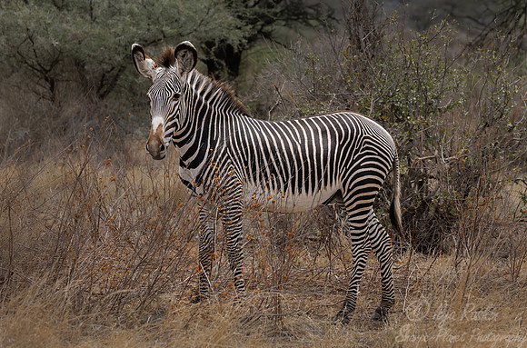 168 Grévy's zebra (Equus grevyi) - Kenya