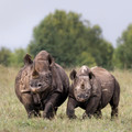 173 Black rhinoceroses (Diceros bicornis) - Kenya