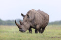 170 White rhinoceros(Ceratotherium simum) - Kenya