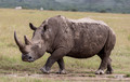 171 White rhinoceros(Ceratotherium simum) - Kenya