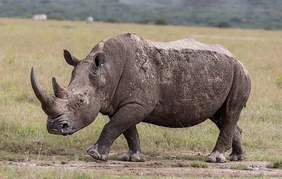171 White rhinoceros(Ceratotherium simum) - Kenya