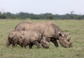 178 White rhinoceroses(Ceratotherium simum) - Kenya