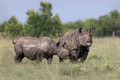 175 Black rhinoceroses (Diceros bicornis) - Kenya