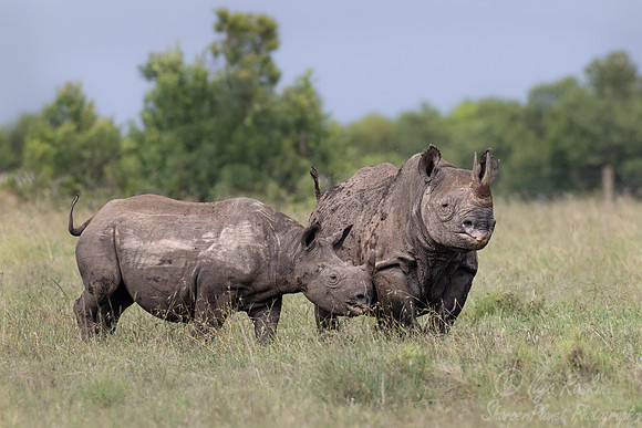 175 Black rhinoceroses (Diceros bicornis) - Kenya