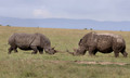 177 White rhinoceroses(Ceratotherium simum) - Kenya