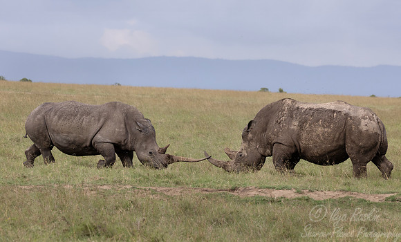 177 White rhinoceroses(Ceratotherium simum) - Kenya