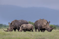 176 White rhinoceroses(Ceratotherium simum) - Kenya