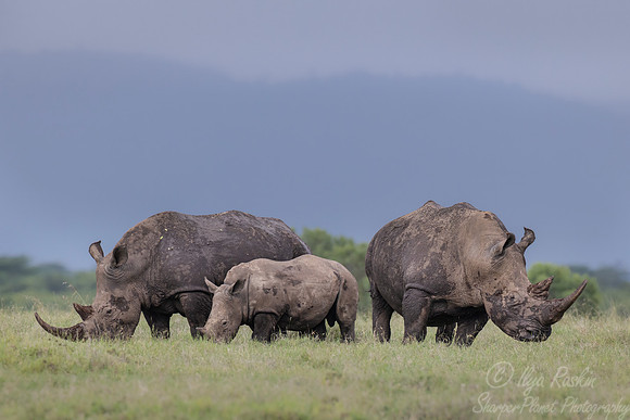 176 White rhinoceroses(Ceratotherium simum) - Kenya