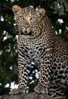 2025-10 Animals Kenya