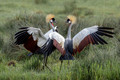 091 Gray crowned cranes (Balearica regulorum) - Kenya