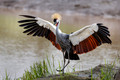092 Gray crowned crane (Balearica regulorum) - Kenya
