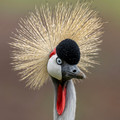 094 Cray crowned crane (Balearica regulorum) - Kenya