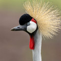 095 Cray crowned crane (Balearica regulorum) - Kenya