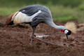 093 Gray crowned crane (Balearica regulorum) - Kenya