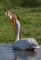 174 Great white pelican (Pelecanus onocrotalus) - Kenya