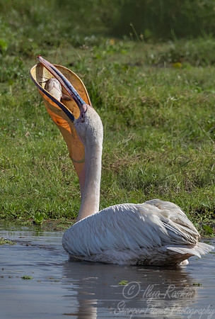174 Great white pelican (Pelecanus onocrotalus) - Kenya