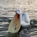 175 Great white pelican (Pelecanus onocrotalus) - Kenya